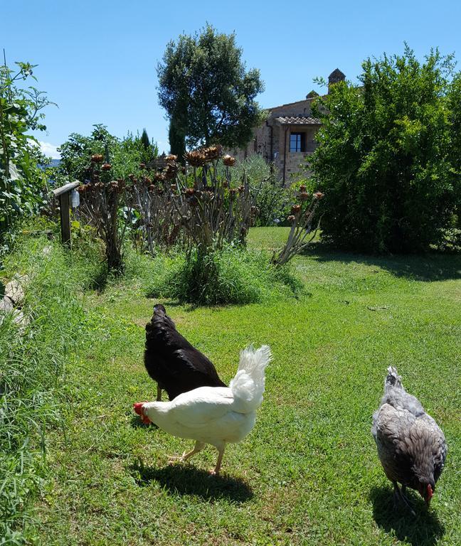 Podere Cunina Buonconvento Dış mekan fotoğraf